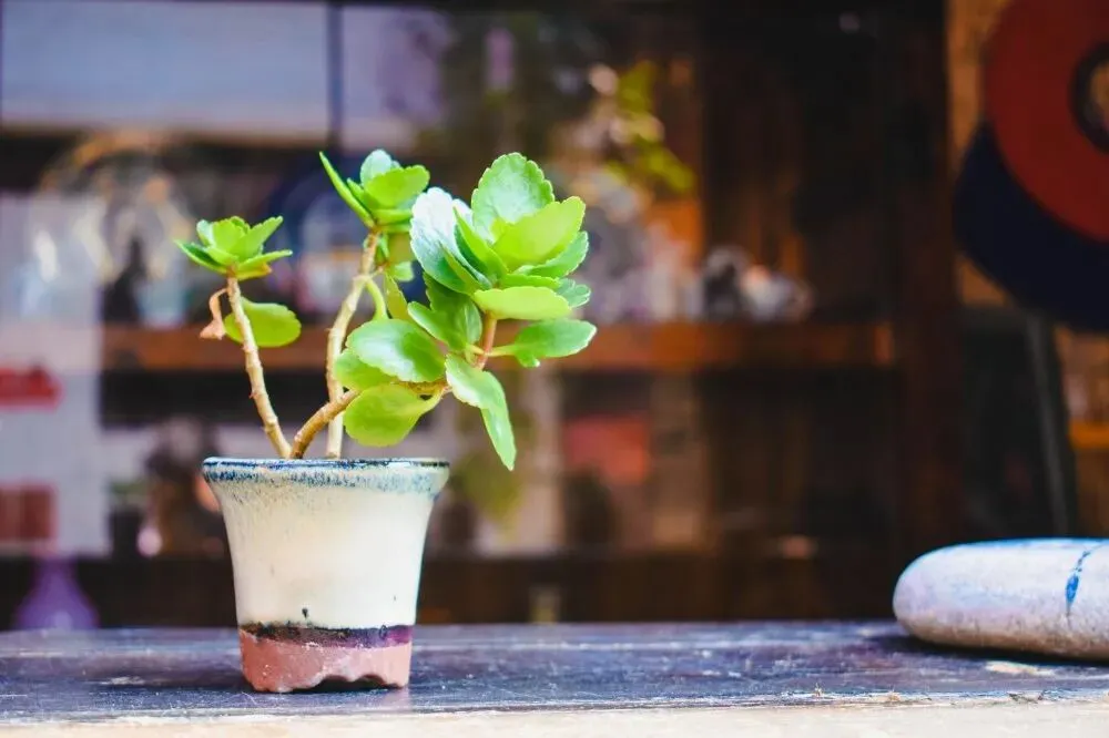 【创森知识】植物抗辐射?这是营销陷阱!