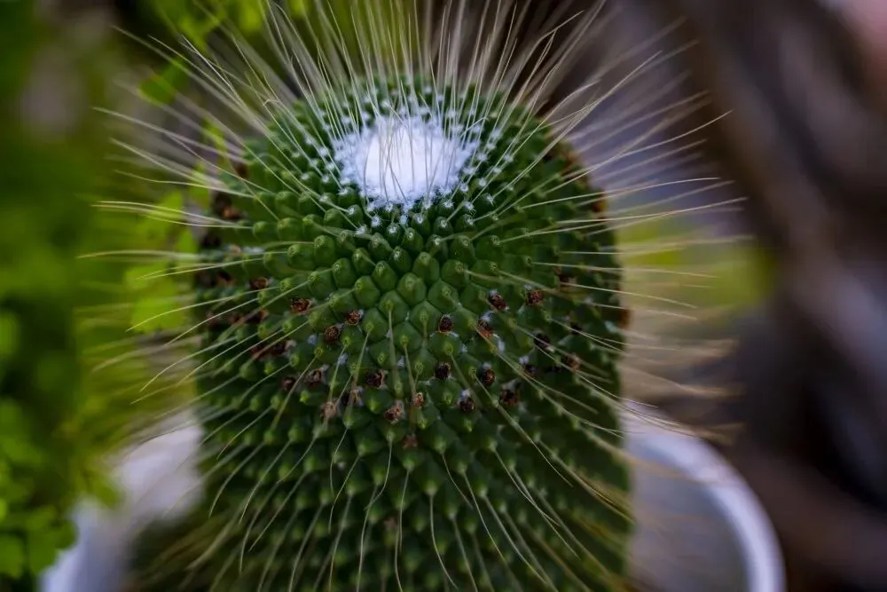 【创森知识】植物抗辐射?这是营销陷阱!