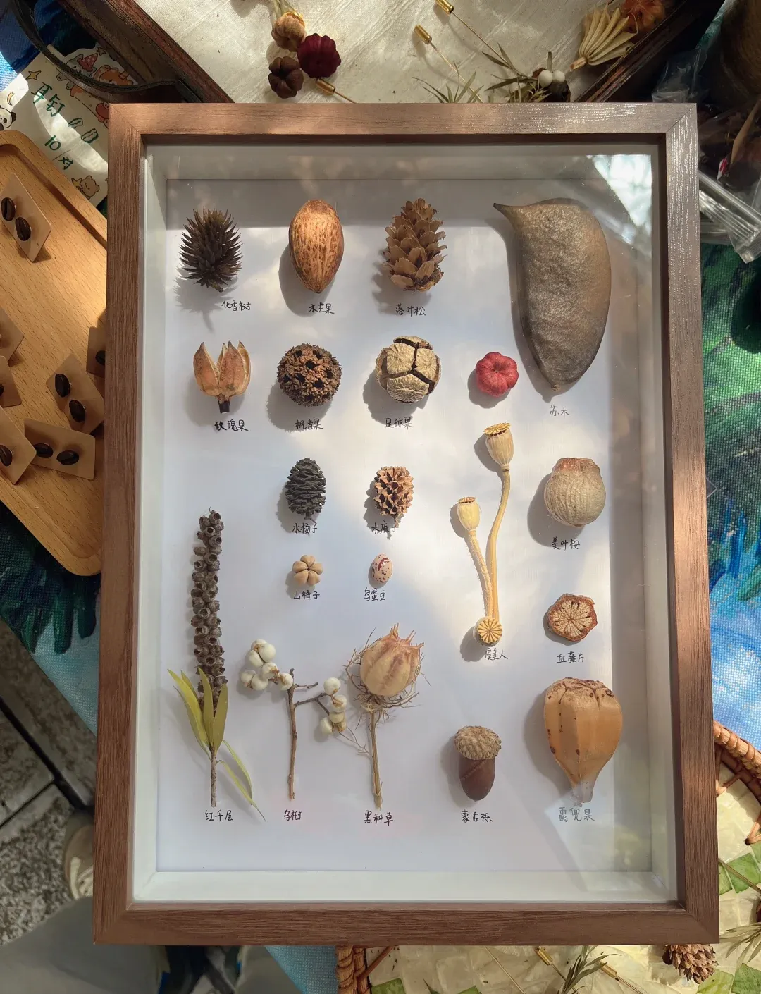 2025学年七年级5班作品展——市场里的种子和果实