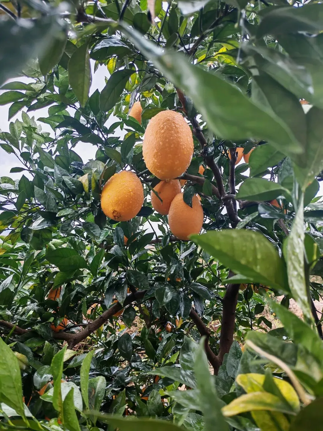 不会营销,就像捧着金饭碗要饭