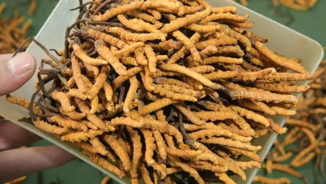 崩了,虫草市场暴雷了!