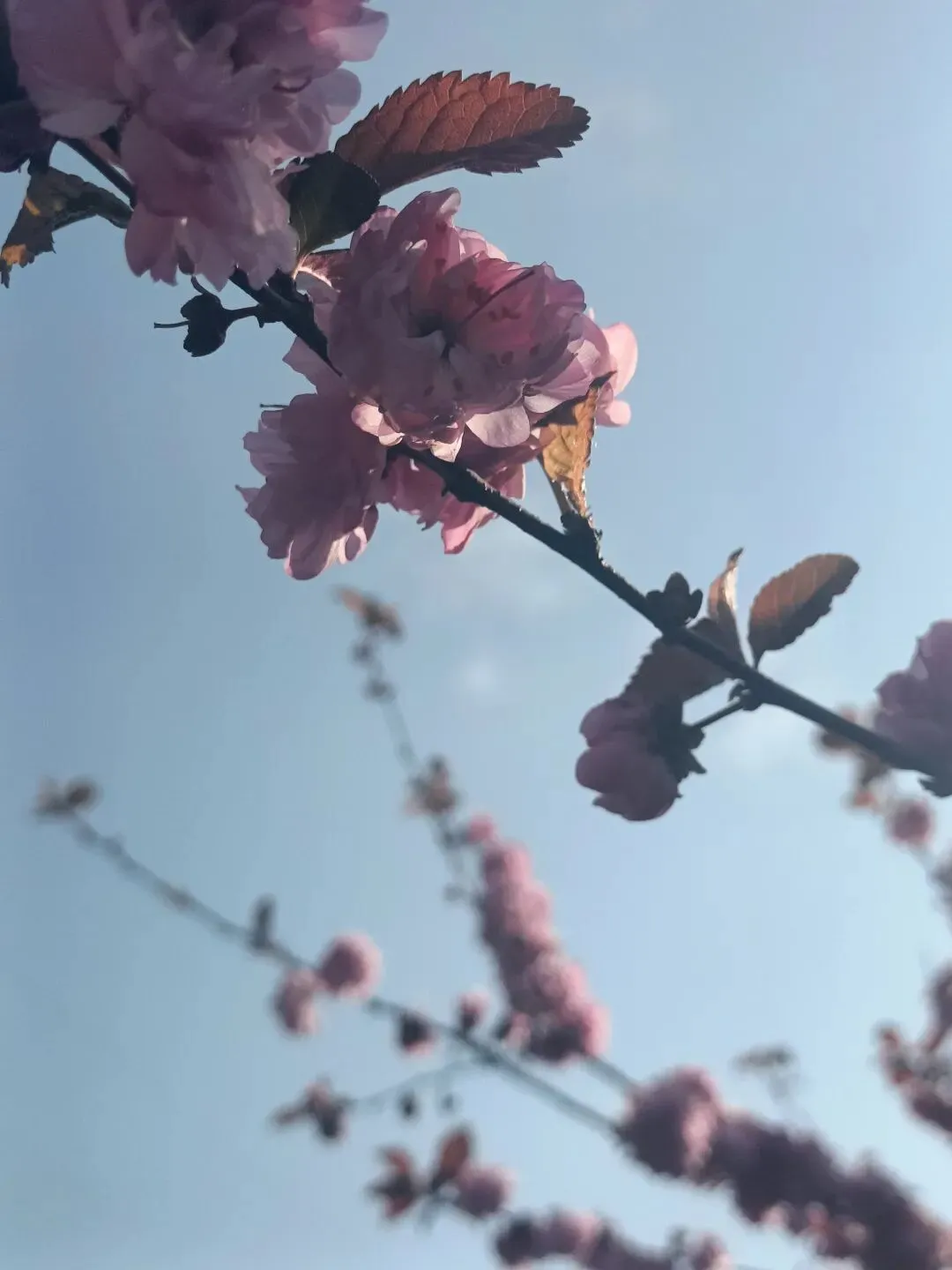 蔬菜批发市场的老板好拽