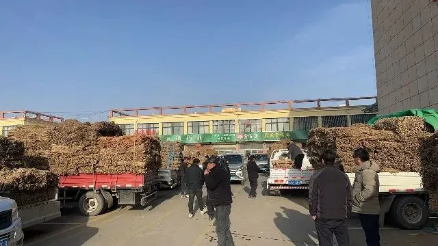 2026年3月20日首阳中药材市场快讯(黄芪原装上货量大,走货较快)