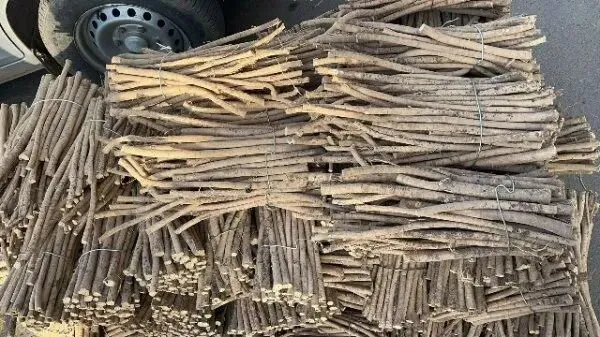 2026年3月20日首阳中药材市场快讯(黄芪原装上货量大,走货较快)