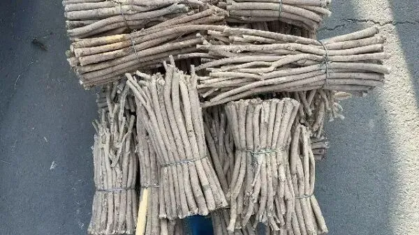 2026年3月20日首阳中药材市场快讯(黄芪原装上货量大,走货较快)