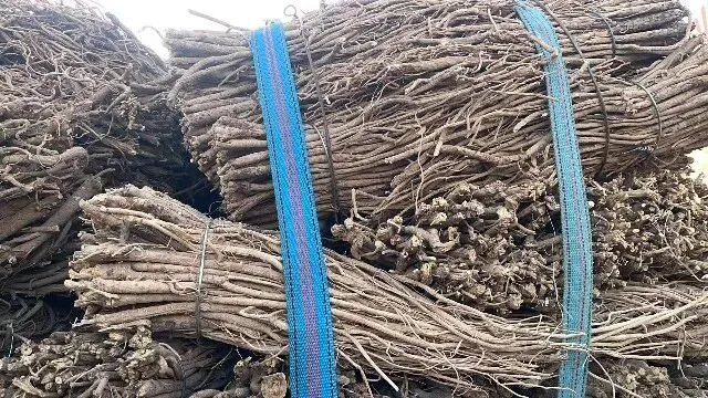 2026年3月20日首阳中药材市场快讯(黄芪原装上货量大,走货较快)