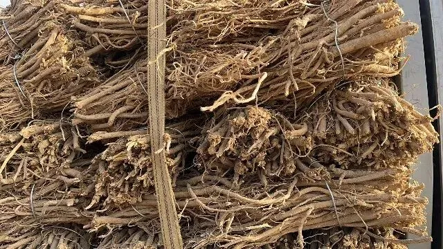 2026年3月20日首阳中药材市场快讯(黄芪原装上货量大,走货较快)