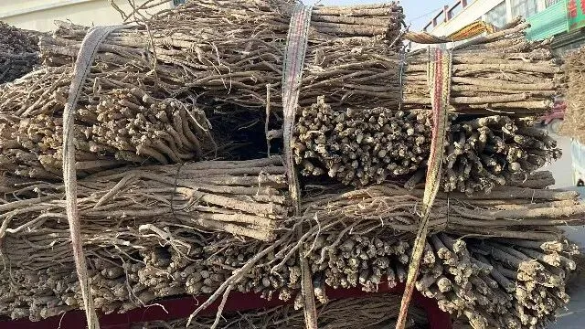 2026年3月20日首阳中药材市场快讯(黄芪原装上货量大,走货较快)