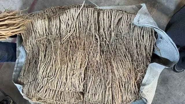 2026年3月20日首阳中药材市场快讯(黄芪原装上货量大,走货较快)