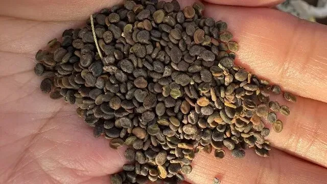 2026年3月20日首阳中药材市场快讯(黄芪原装上货量大,走货较快)