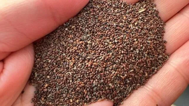 2026年3月20日首阳中药材市场快讯(黄芪原装上货量大,走货较快)