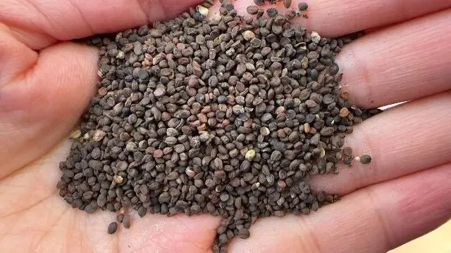 2026年3月20日首阳中药材市场快讯(黄芪原装上货量大,走货较快)