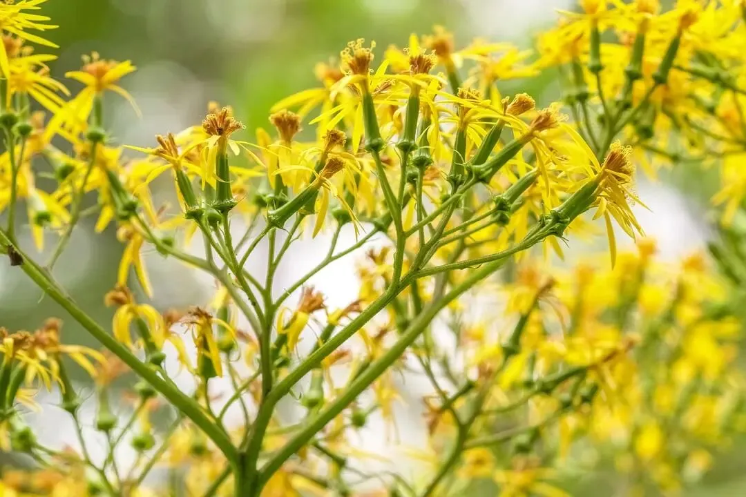 春分养生 + 手机 / 电脑护眼技巧