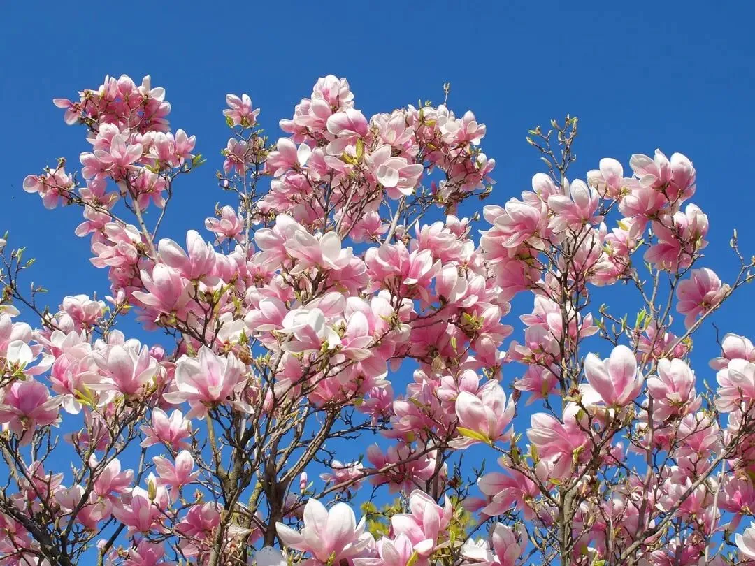 春分养生 + 手机 / 电脑护眼技巧