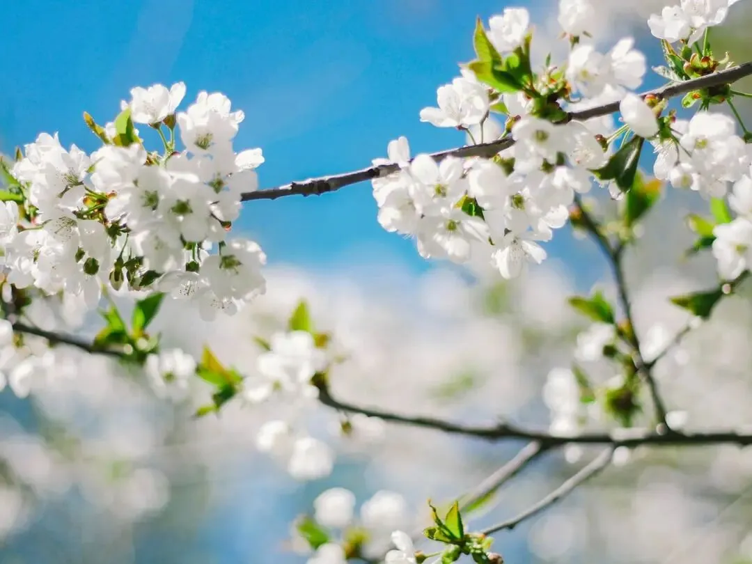 春分养生 + 手机 / 电脑护眼技巧
