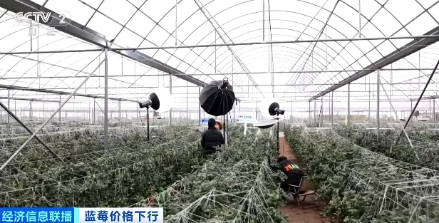 【1024·市场】价格跳水!“蓝莓自由”要来了