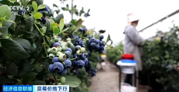【1024·市场】价格跳水!“蓝莓自由”要来了