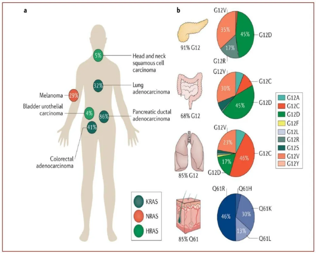 KRAS靶向治疗:市场突破90亿美元,中国力量引领全球创新