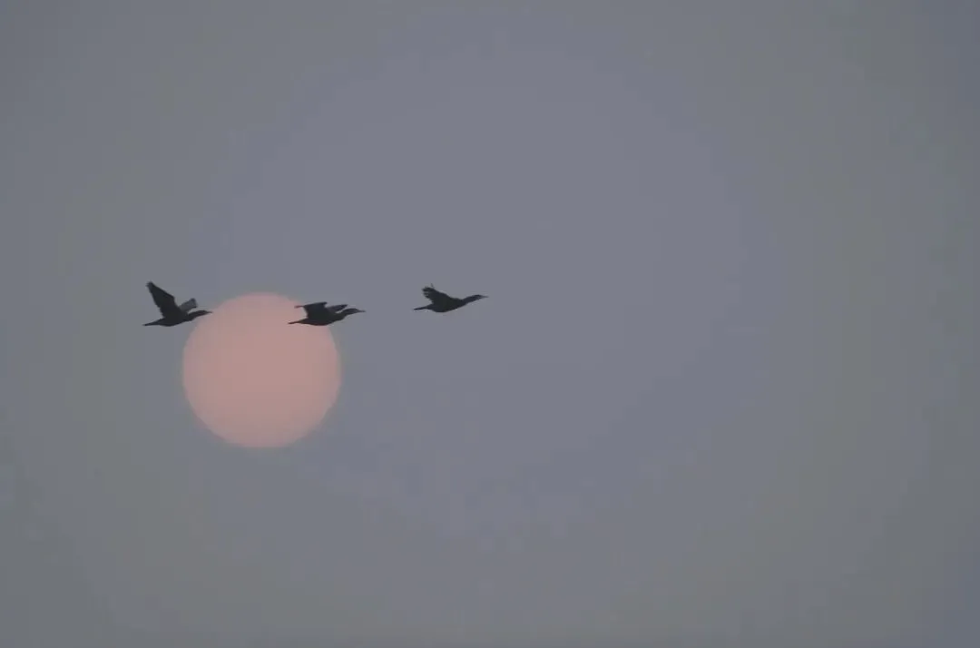 我心中的营销经理—邓大金