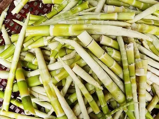 春分寻鲜|农贸市场藏着整个春天的嫩意,一口解锁时令本味