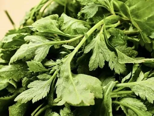 春分寻鲜|农贸市场藏着整个春天的嫩意,一口解锁时令本味