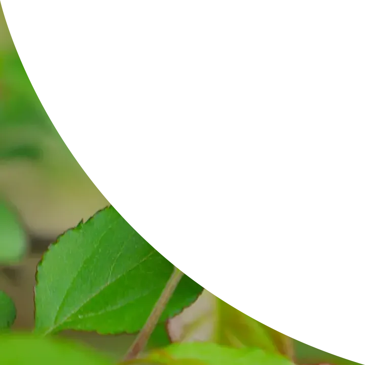 【举“柿”无双】清明将至,大通农批市场|明前茶礼启新程,不负春味不负情