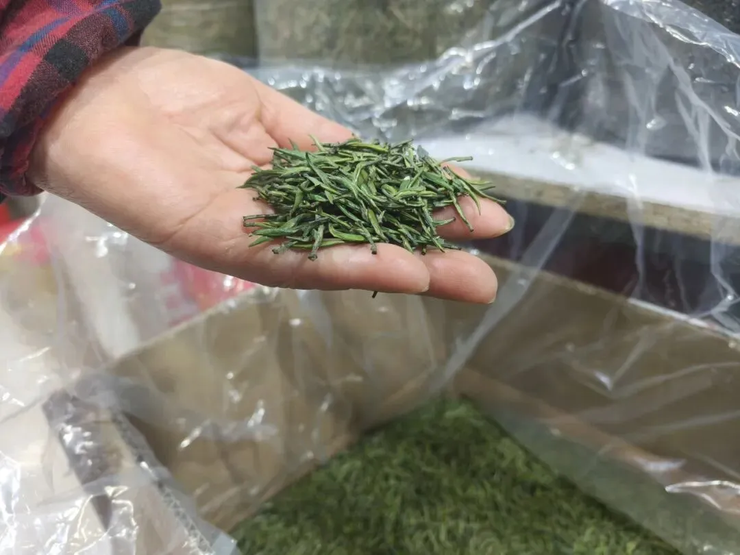 【举“柿”无双】清明将至,大通农批市场|明前茶礼启新程,不负春味不负情