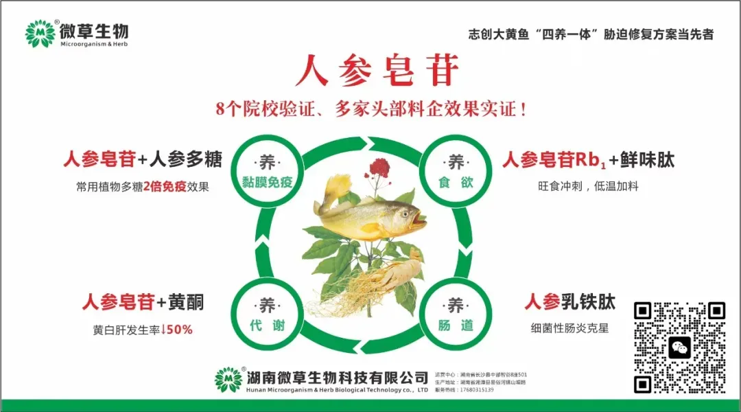 大黄鱼市场行情(2026年03月20日)