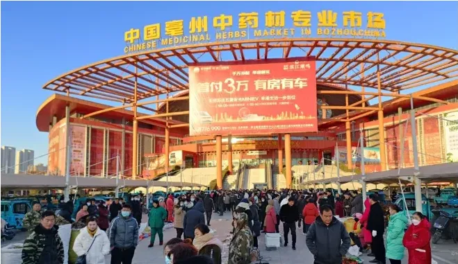 3月20日,亳州药材市场最新行情播报