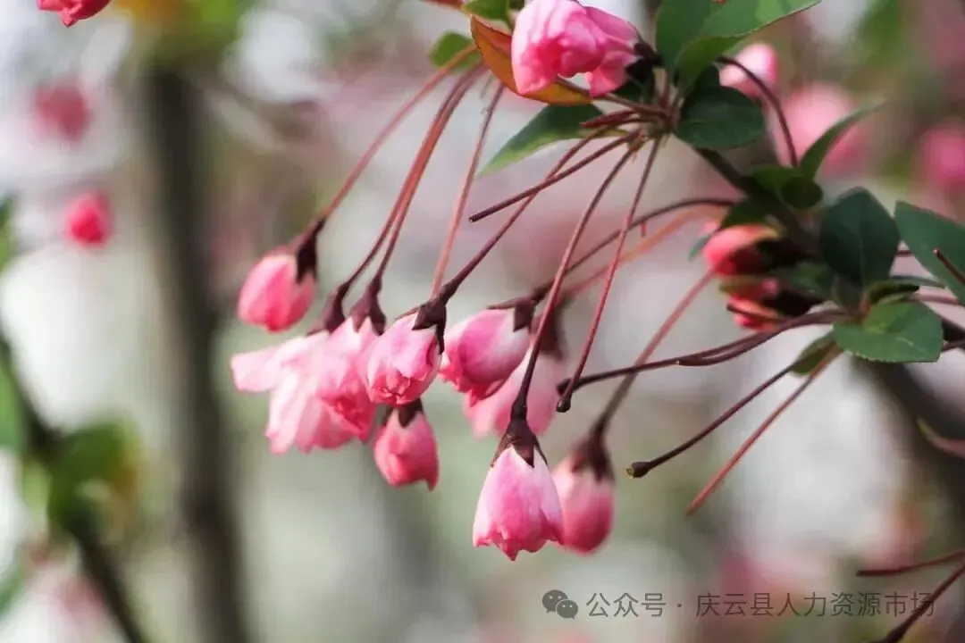 庆云县人力资源市场 2026.03.20招聘信息