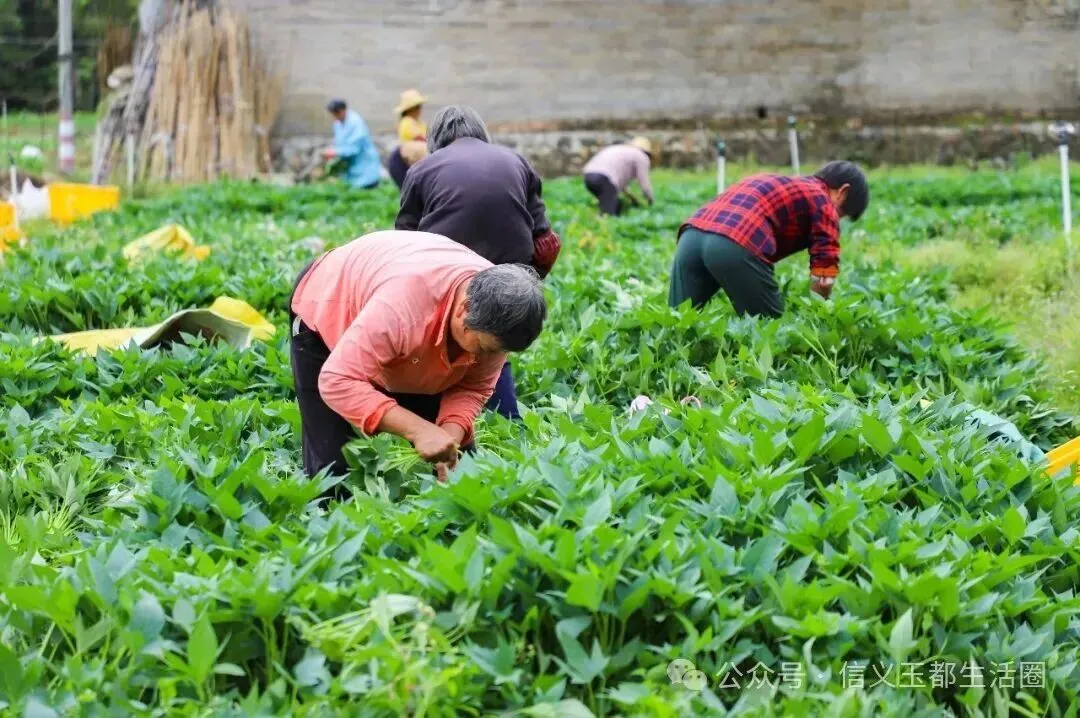 信宜这种东西成为深圳、香港等大湾区市场的抢手货!