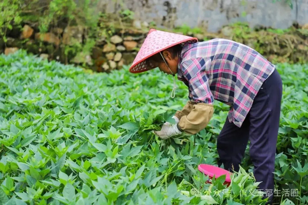 信宜这种东西成为深圳、香港等大湾区市场的抢手货!