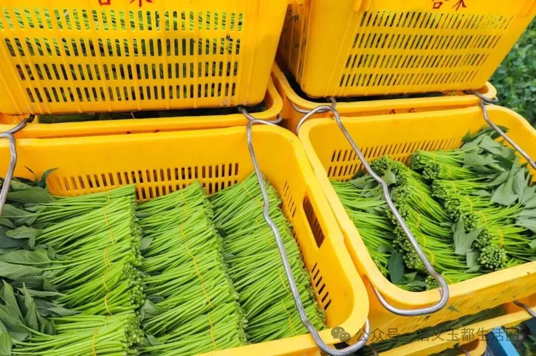 信宜这种东西成为深圳、香港等大湾区市场的抢手货!