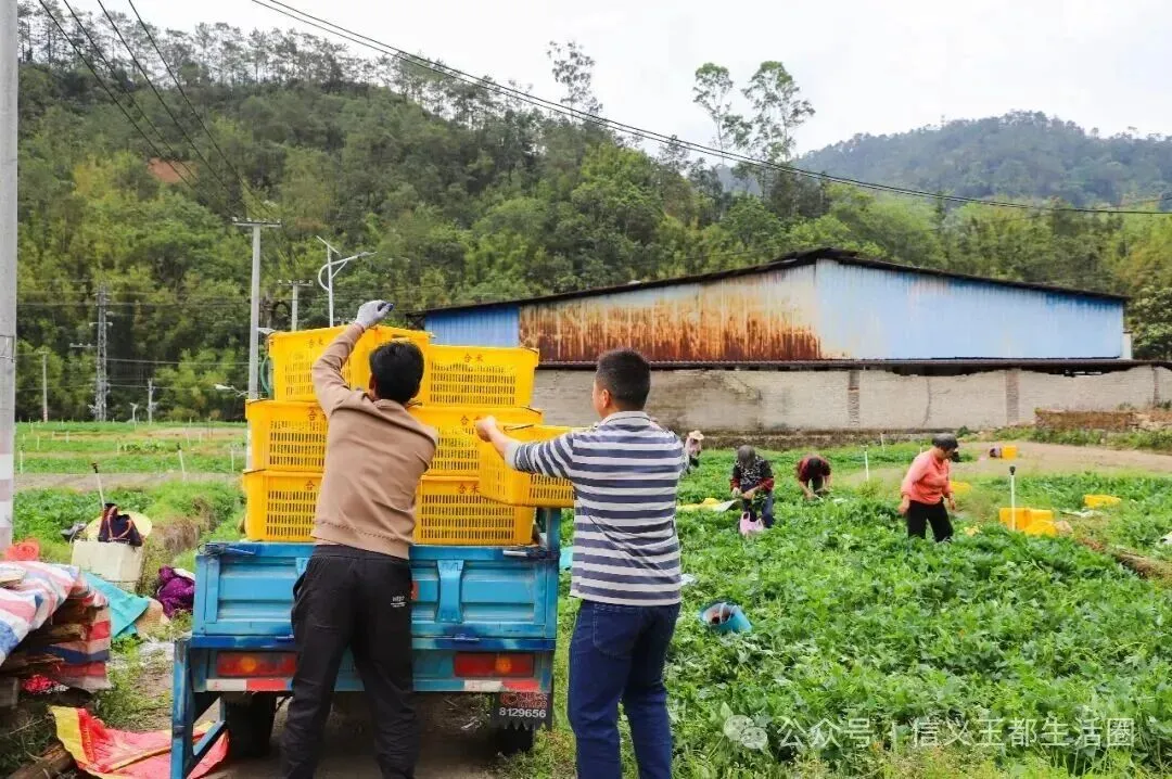 信宜这种东西成为深圳、香港等大湾区市场的抢手货!