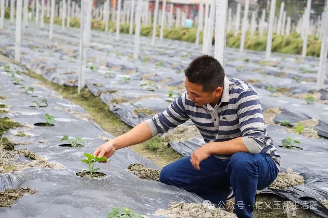 信宜这种东西成为深圳、香港等大湾区市场的抢手货!