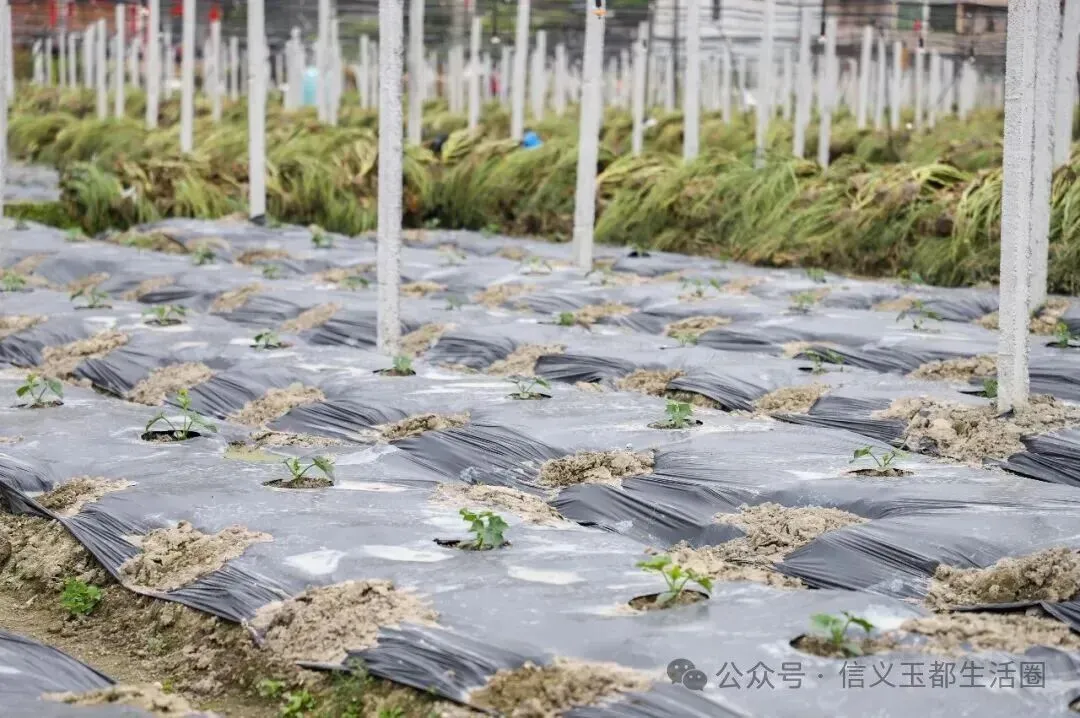 信宜这种东西成为深圳、香港等大湾区市场的抢手货!