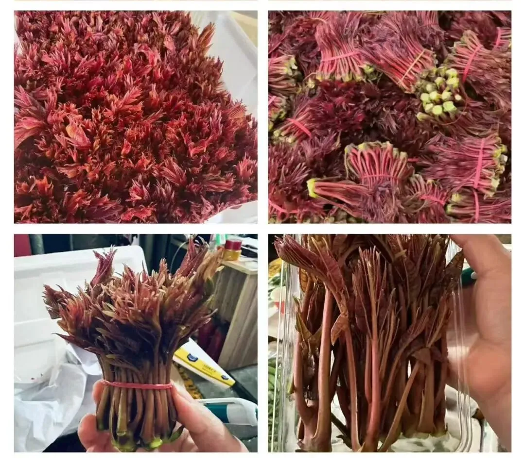 上蔬有好味|江桥市场春菜鲜蔬齐上市