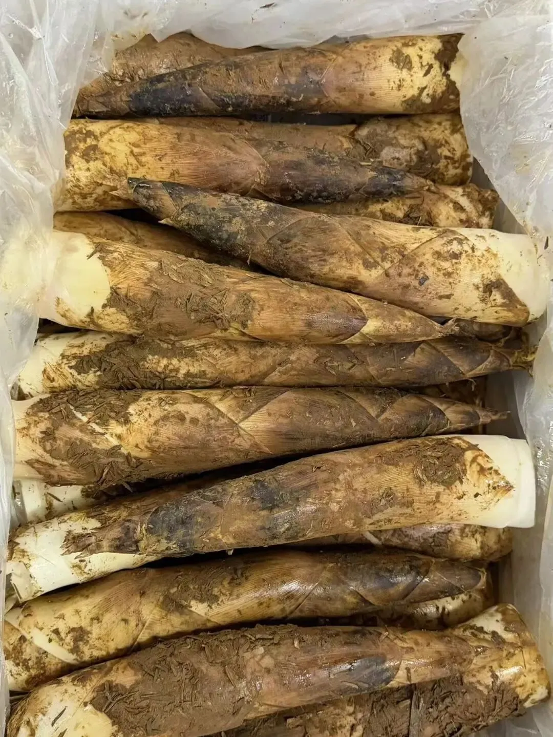 上蔬有好味|江桥市场春菜鲜蔬齐上市