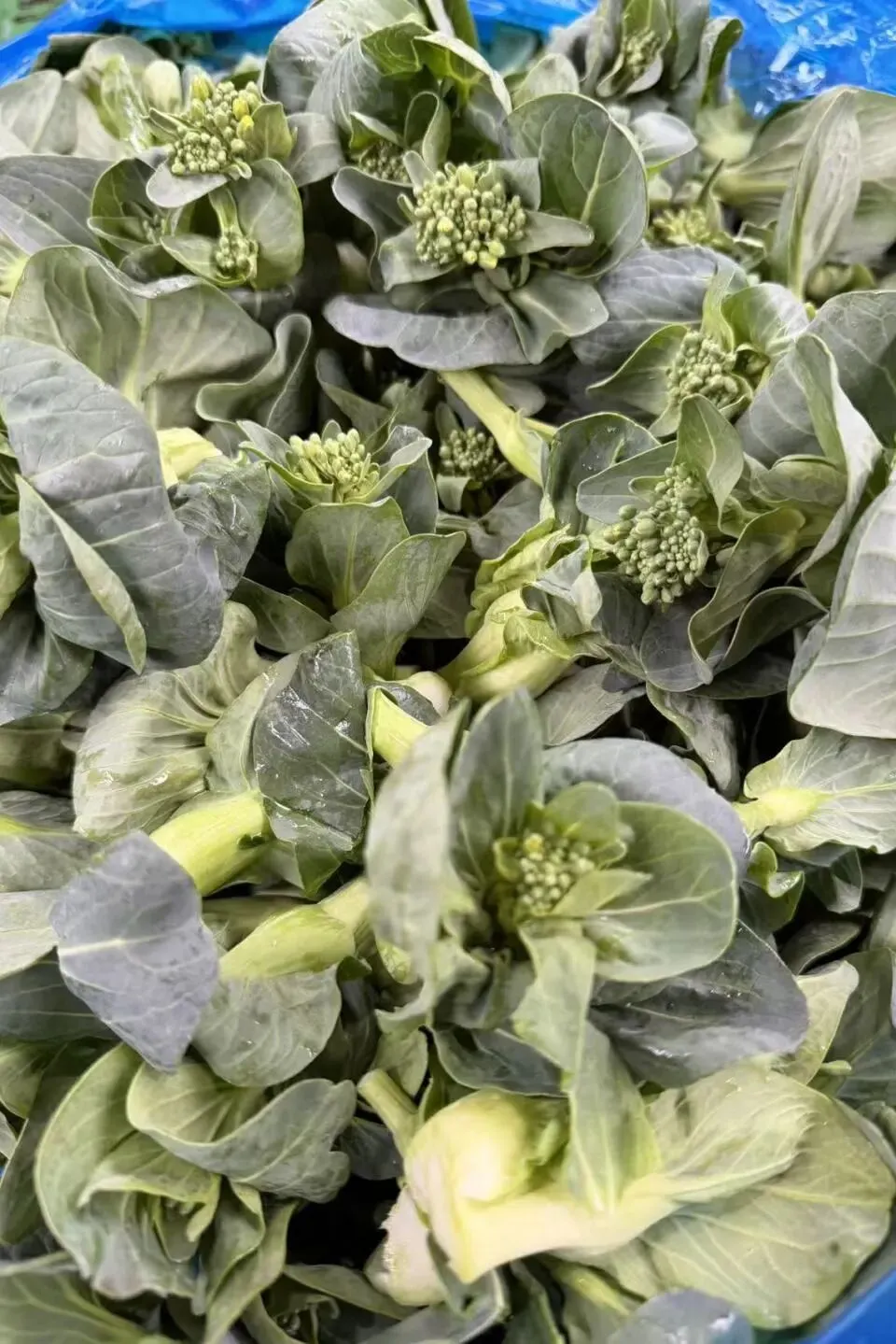 上蔬有好味|江桥市场春菜鲜蔬齐上市