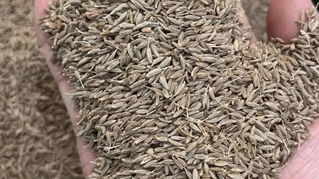 今日药材市场两大“跳水”品种曝光!农户必看,别让辛苦钱打水漂