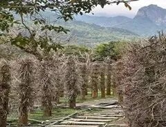 探访百年匠心,解码营销智慧 | 市场营销专业师生赴乐清铁枫堂调研纪实