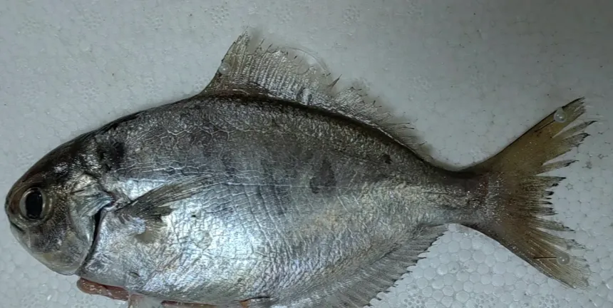 市场上这4种鱼,无法人工养殖,鲜美营养又便宜,识货的抢着买!