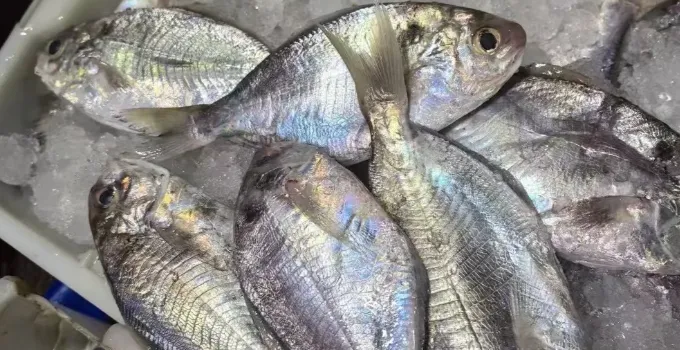 市场上这4种鱼,无法人工养殖,鲜美营养又便宜,识货的抢着买!