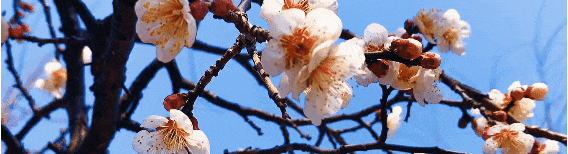 穿旗袍才免费?厦门园博苑三八节营销翻车: 别把妇女节过成“选美节”