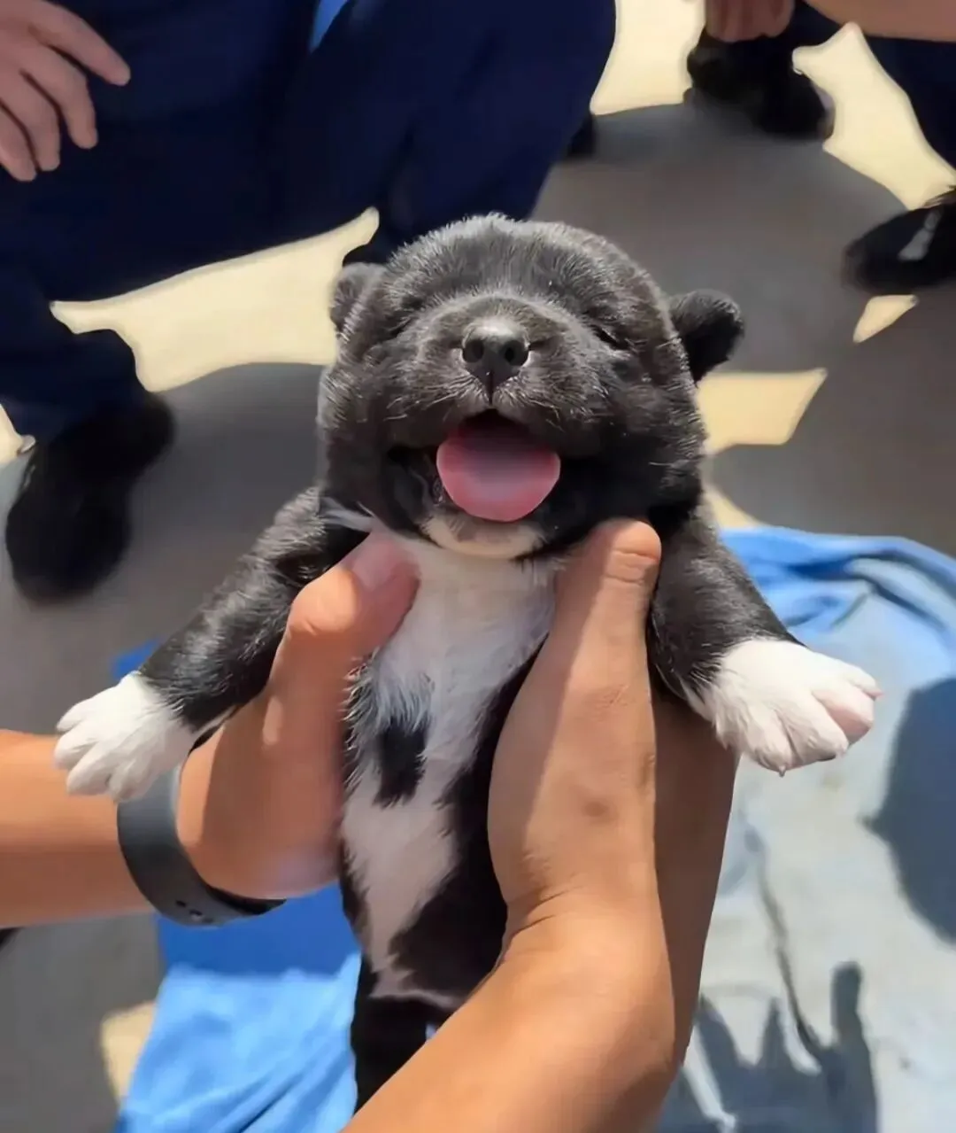 逛市场有个摊位在买狗,网友抱起来一看这谁能不买啊!