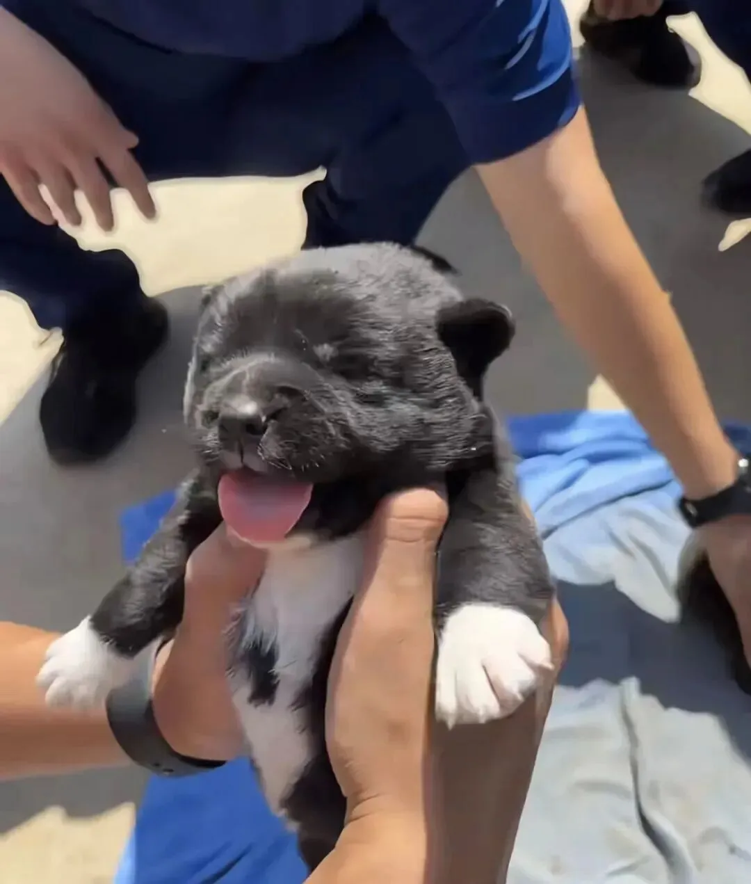 逛市场有个摊位在买狗,网友抱起来一看这谁能不买啊!