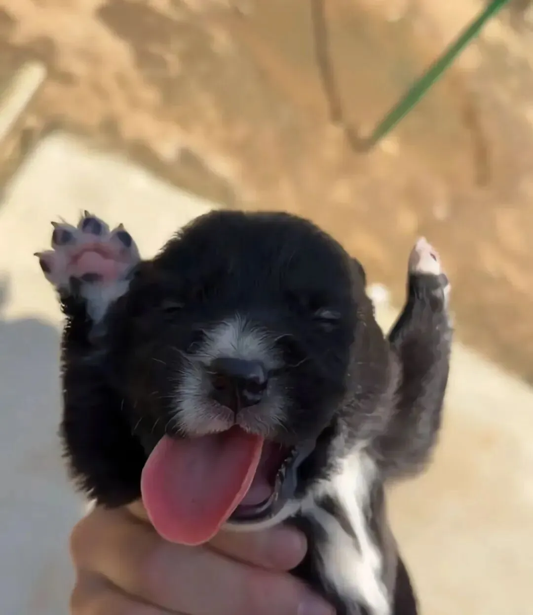 逛市场有个摊位在买狗,网友抱起来一看这谁能不买啊!