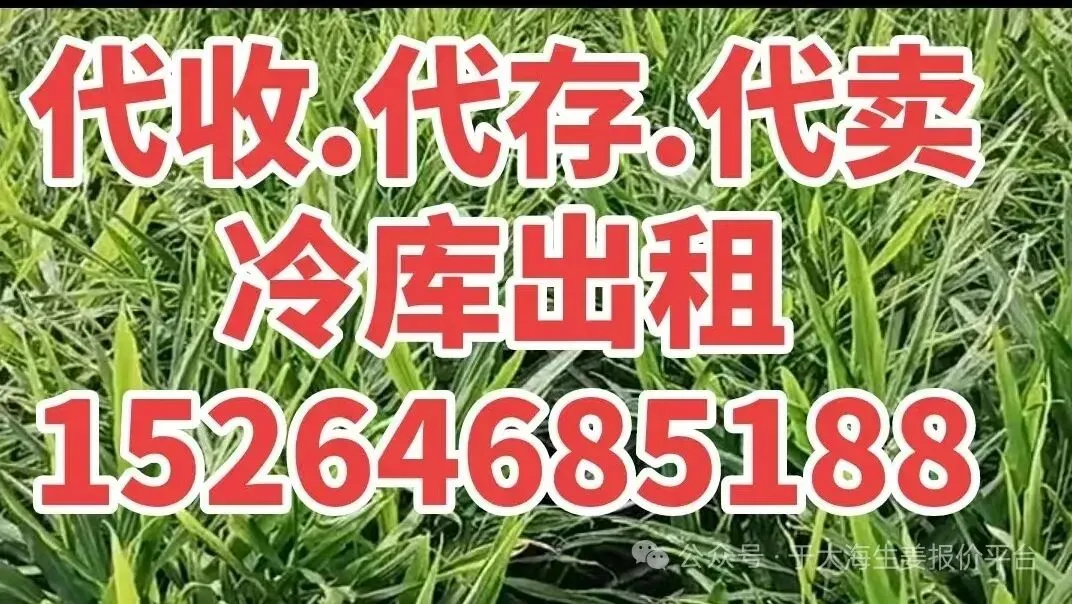 2026年3月21日昌邑洗姜市场,价格稳.