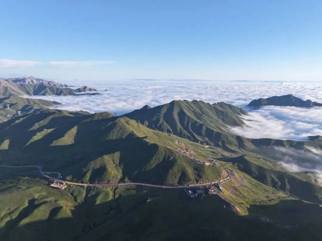 不媚市场,只守茶心