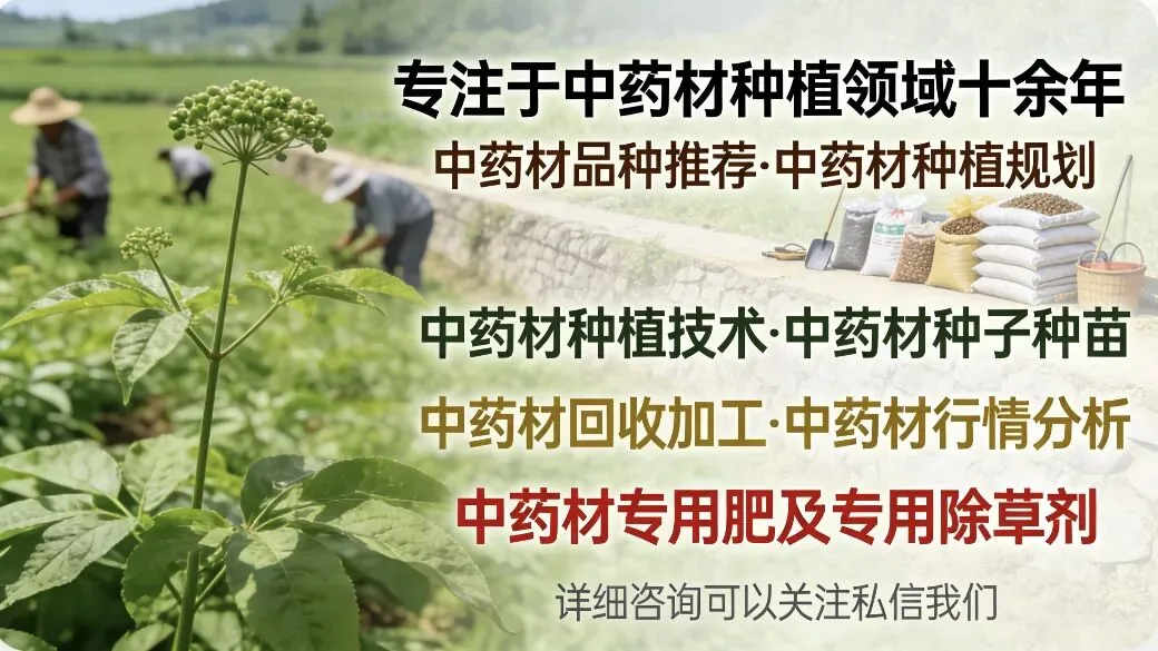 突发!今日药材市场惊现三匹“黑马”,价格飙升引关注!